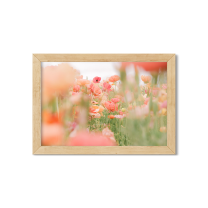 RANUNCULUS NO. 14
