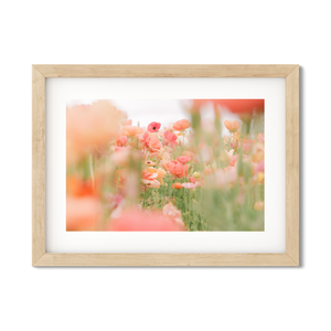 Open image in slideshow, RANUNCULUS NO. 14
