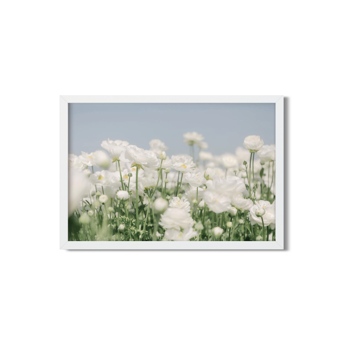 RANUNCULUS NO. 21