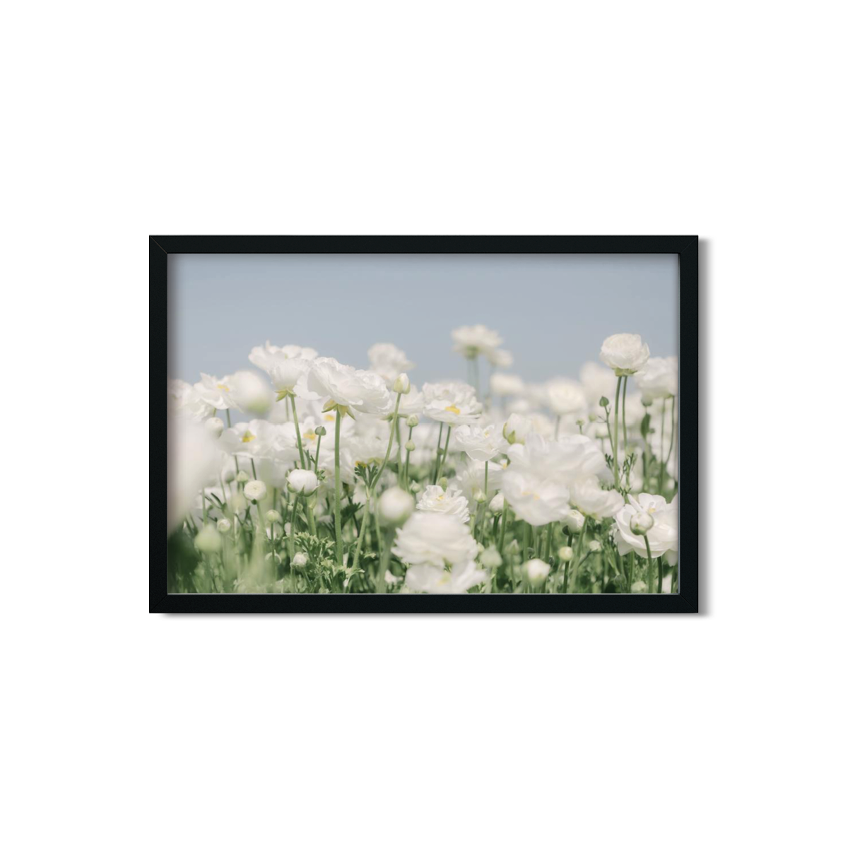 RANUNCULUS NO. 21