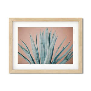 Open image in slideshow, AGAVE NO. 11
