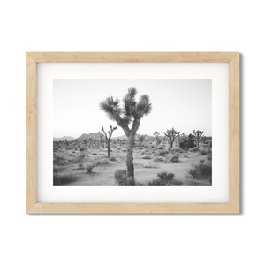 Open image in slideshow, JOSHUA TREE NO. 24
