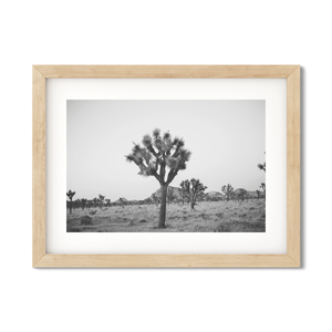 Open image in slideshow, JOSHUA TREE NO. 25
