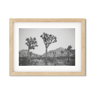 Open image in slideshow, JOSHUA TREE NO. 26
