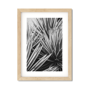Open image in slideshow, AGAVE NO. 13
